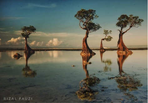 Dancing Trees